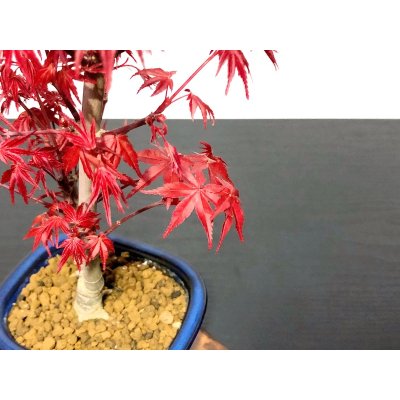 Photo2: Acer palmatum / Japanese Maple, Momiji "Deshojo" / Middle size Bonsai 