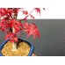 Photo2: Acer palmatum / Japanese Maple, Momiji "Deshojo" / Middle size Bonsai  (2)