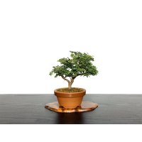 Chamaecyparis obtusa / Hinoki cypress "Tsuyama" / Small size Bonsai 