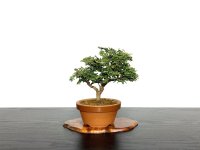Chamaecyparis obtusa / Hinoki cypress "Tsuyama" / Small size Bonsai 