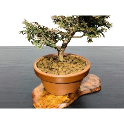 Photo5: Chamaecyparis obtusa / Hinoki cypress "Tsuyama" / Small size Bonsai 