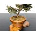 Photo5: Chamaecyparis obtusa / Hinoki cypress "Tsuyama" / Small size Bonsai 