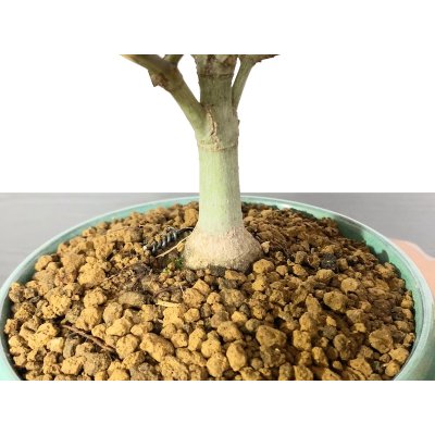 Photo6: Acer palmatum / Japanese Maple, Momiji "Kiyohime" / Middle size Bonsai 