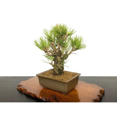 Photo3: Pinus thunbergii / Black Pine, Kuromatsu "Nishikimatsu" / Small size Bonsai