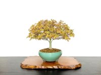 Acer palmatum / Japanese Maple, Momiji "Kiyohime" / Middle size Bonsai 