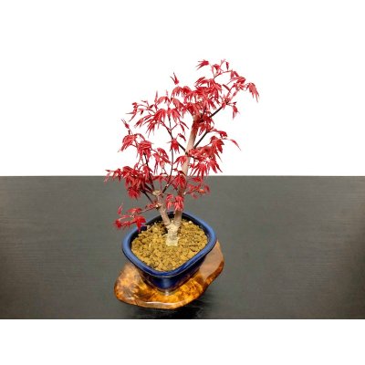 Photo7: Acer palmatum / Japanese Maple, Momiji "Deshojo" / Middle size Bonsai 