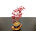 Photo7: Acer palmatum / Japanese Maple, Momiji "Deshojo" / Middle size Bonsai 