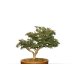 Photo6: Chamaecyparis obtusa / Hinoki cypress "Tsuyama" / Small size Bonsai 