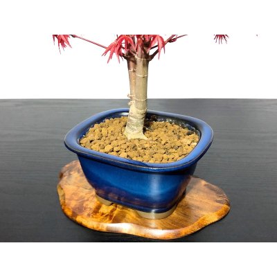 Photo6: Acer palmatum / Japanese Maple, Momiji "Deshojo" / Middle size Bonsai 