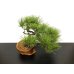 Photo7: Pinus densiflora / Red Pine, Akamatsu / Middle size Bonsai 