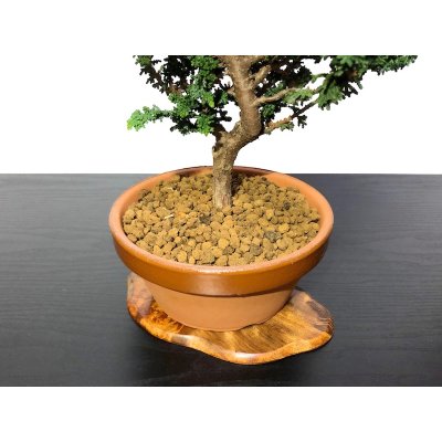 Photo6: Chamaecyparis obtusa / Hinoki cypress "Sekka" / Middle size Bonsai 