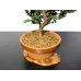 Photo6: Chamaecyparis obtusa / Hinoki cypress "Sekka" / Middle size Bonsai 