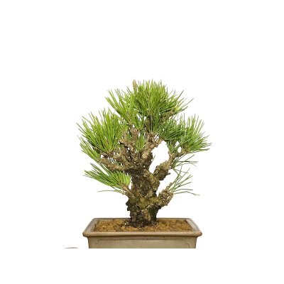 Photo2: Pinus thunbergii / Black Pine, Kuromatsu "Nishikimatsu" / Small size Bonsai