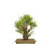 Photo2: Pinus thunbergii / Black Pine, Kuromatsu "Nishikimatsu" / Small size Bonsai (2)