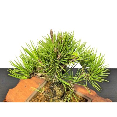 Photo5: Pinus thunbergii / Black Pine, Kuromatsu "Nishikimatsu" / Small size Bonsai