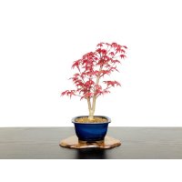 Acer palmatum / Japanese Maple, Momiji "Deshojo" / Middle size Bonsai 