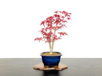 Acer palmatum / Japanese Maple, Momiji "Deshojo" / Middle size Bonsai 