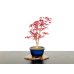 Photo1: Acer palmatum / Japanese Maple, Momiji "Deshojo" / Middle size Bonsai  (1)