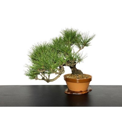 Photo5: Pinus densiflora / Red Pine, Akamatsu / Middle size Bonsai 