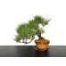 Photo5: Pinus densiflora / Red Pine, Akamatsu / Middle size Bonsai 