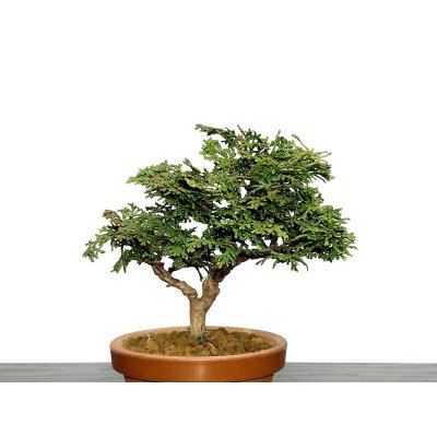 Photo2: Chamaecyparis obtusa / Hinoki cypress "Tsuyama" / Small size Bonsai 