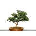 Photo2: Chamaecyparis obtusa / Hinoki cypress "Tsuyama" / Small size Bonsai  (2)