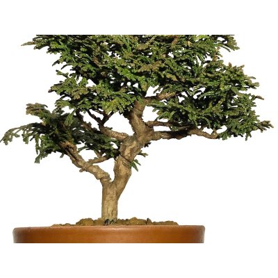 Photo3: Chamaecyparis obtusa / Hinoki cypress "Tsuyama" / Small size Bonsai 
