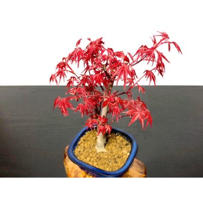 Photo5: Acer palmatum / Japanese Maple, Momiji "Deshojo" / Middle size Bonsai 