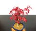 Photo5: Acer palmatum / Japanese Maple, Momiji "Deshojo" / Middle size Bonsai 