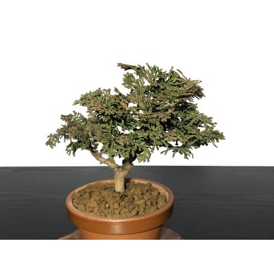 Photo4: Chamaecyparis obtusa / Hinoki cypress "Tsuyama" / Small size Bonsai 