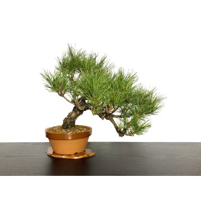 Photo3: Pinus densiflora / Red Pine, Akamatsu / Middle size Bonsai 