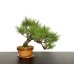 Photo3: Pinus densiflora / Red Pine, Akamatsu / Middle size Bonsai 