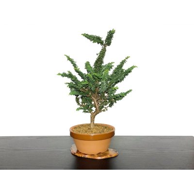Photo4: Chamaecyparis obtusa / Hinoki cypress "Sekka" / Middle size Bonsai 