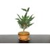 Photo4: Chamaecyparis obtusa / Hinoki cypress "Sekka" / Middle size Bonsai 