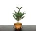 Photo7: Chamaecyparis obtusa / Hinoki cypress "Sekka" / Middle size Bonsai 