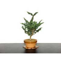 Chamaecyparis obtusa / Hinoki cypress "Sekka" / Middle size Bonsai 