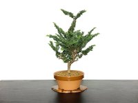 Chamaecyparis obtusa / Hinoki cypress "Sekka" / Middle size Bonsai 