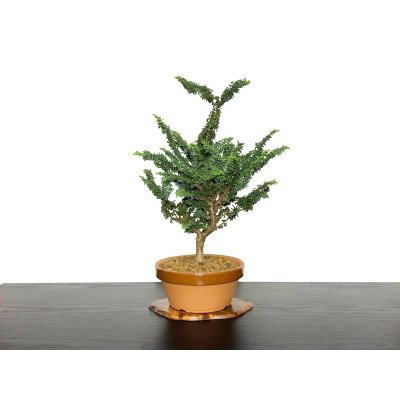 Photo1: Chamaecyparis obtusa / Hinoki cypress "Sekka" / Middle size Bonsai 