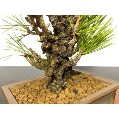 Photo4: Pinus thunbergii / Black Pine, Kuromatsu "Nishikimatsu" / Small size Bonsai