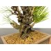 Photo4: Pinus thunbergii / Black Pine, Kuromatsu "Nishikimatsu" / Small size Bonsai