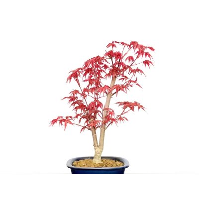 Photo3: Acer palmatum / Japanese Maple, Momiji "Deshojo" / Middle size Bonsai 