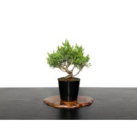 Juniperus chinensis / Japanese Juniper, Shimpaku / Small size Bonsai 