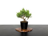 Juniperus chinensis / Japanese Juniper, Shimpaku / Small size Bonsai 