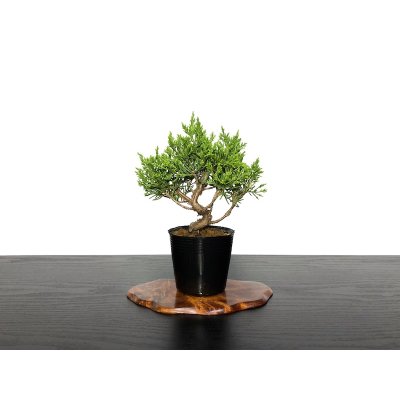 Photo1: Juniperus chinensis / Japanese Juniper, Shimpaku / Small size Bonsai 