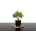 Photo1: Juniperus chinensis / Japanese Juniper, Shimpaku / Small size Bonsai  (1)