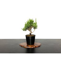 Juniperus chinensis / Japanese Juniper, Shimpaku / Small size Bonsai 