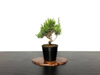 Juniperus chinensis / Japanese Juniper, Shimpaku / Small size Bonsai 