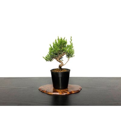 Photo1: Juniperus chinensis / Japanese Juniper, Shimpaku / Small size Bonsai 