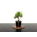 Photo1: Juniperus chinensis / Japanese Juniper, Shimpaku / Small size Bonsai  (1)