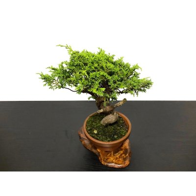 Photo6: Juniperus chinensis / Japanese Juniper, Shimpaku / Small size Bonsai